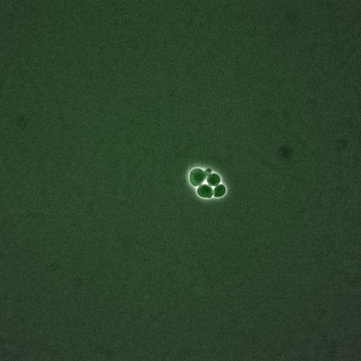  NCBI Organism:Saccharomyces cerevisiae; Cell Components:, nucleus, cytoplasm; Biological process:cell cycle, regulation of transcription, DNA-dependent, regulation of cell size, regulation of transcription involved in G1/S phase of mitotic cell cycle;