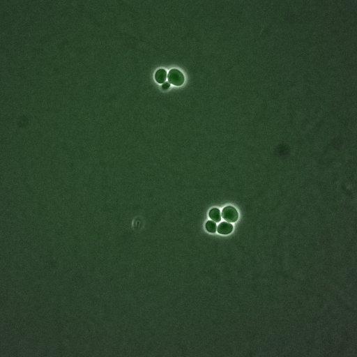  NCBI Organism:Saccharomyces cerevisiae; Cell Components:, nucleus, cytoplasm; Biological process:cell cycle, regulation of transcription, DNA-dependent, regulation of cell size, regulation of transcription involved in G1/S phase of mitotic cell cycle;