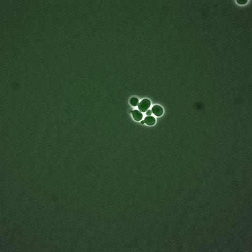  NCBI Organism:Saccharomyces cerevisiae; Cell Components:, nucleus, cytoplasm; Biological process:cell cycle, regulation of transcription, DNA-dependent, regulation of cell size, regulation of transcription involved in G1/S phase of mitotic cell cycle;