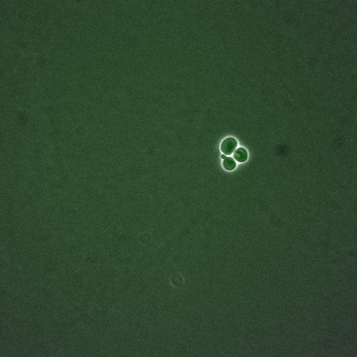  NCBI Organism:Saccharomyces cerevisiae; Cell Components:, nucleus, cytoplasm; Biological process:cell cycle, regulation of transcription, DNA-dependent, regulation of cell size, regulation of transcription involved in G1/S phase of mitotic cell cycle;