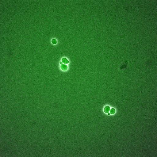  NCBI Organism:Saccharomyces cerevisiae; Cell Components:, nucleus, cytoplasm; Biological process:cell cycle, regulation of transcription, DNA-dependent, regulation of cell size, regulation of transcription involved in G1/S phase of mitotic cell cycle;