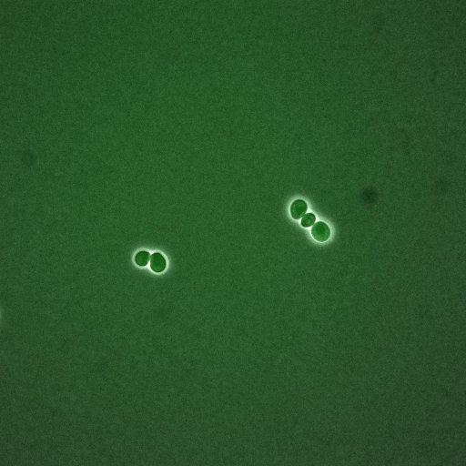  NCBI Organism:Saccharomyces cerevisiae; Cell Components:, nucleus, cytoplasm; Biological process:cell cycle, regulation of transcription, DNA-dependent, regulation of cell size, regulation of transcription involved in G1/S phase of mitotic cell cycle;