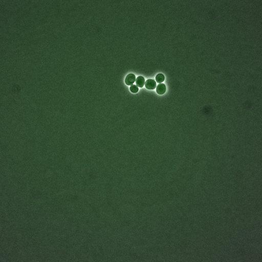  NCBI Organism:Saccharomyces cerevisiae; Cell Components:, nucleus, cytoplasm; Biological process:cell cycle, regulation of transcription, DNA-dependent, regulation of cell size, regulation of transcription involved in G1/S phase of mitotic cell cycle;