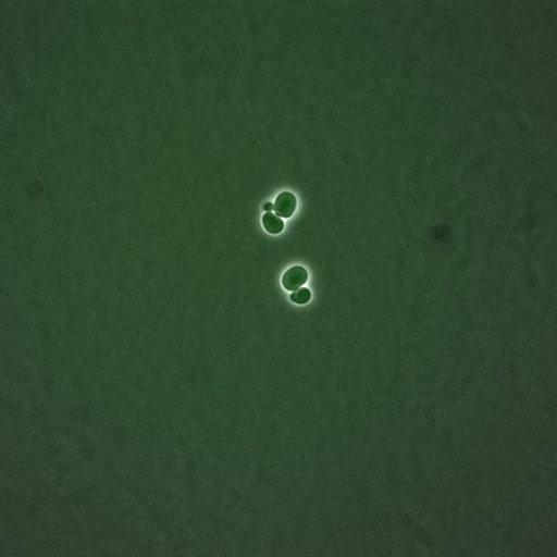  NCBI Organism:Saccharomyces cerevisiae; Cell Components:, nucleus, cytoplasm; Biological process:cell cycle, regulation of transcription, DNA-dependent, regulation of cell size, regulation of transcription involved in G1/S phase of mitotic cell cycle;