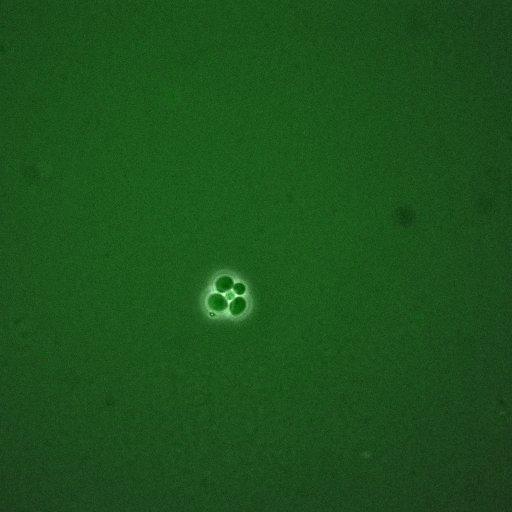  NCBI Organism:Saccharomyces cerevisiae; Cell Components:, cellular bud; Biological process:mitotic cell cycle spindle orientation checkpoint, regulation of exit from mitosis, vesicle-mediated transport;