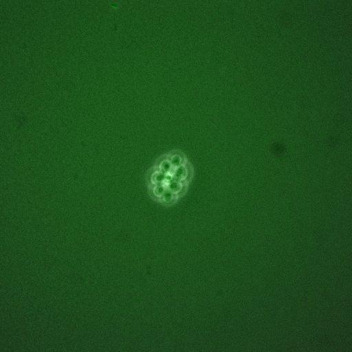  NCBI Organism:Saccharomyces cerevisiae; Cell Components:, cellular bud; Biological process:mitotic cell cycle spindle orientation checkpoint, regulation of exit from mitosis, vesicle-mediated transport;