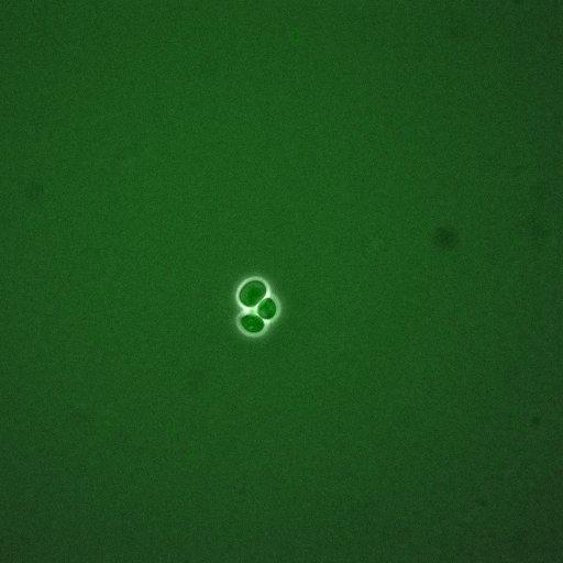  NCBI Organism:Saccharomyces cerevisiae; Cell Components:, cellular bud; Biological process:mitotic cell cycle spindle orientation checkpoint, regulation of exit from mitosis, vesicle-mediated transport;