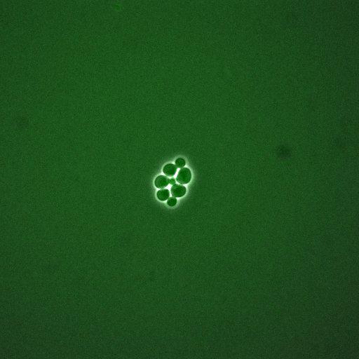  NCBI Organism:Saccharomyces cerevisiae; Cell Components:, cellular bud; Biological process:mitotic cell cycle spindle orientation checkpoint, regulation of exit from mitosis, vesicle-mediated transport;