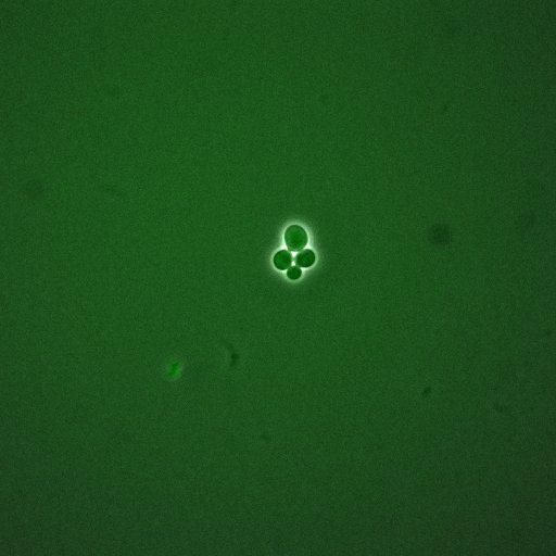  NCBI Organism:Saccharomyces cerevisiae; Cell Components:, cellular bud; Biological process:mitotic cell cycle spindle orientation checkpoint, regulation of exit from mitosis, vesicle-mediated transport;