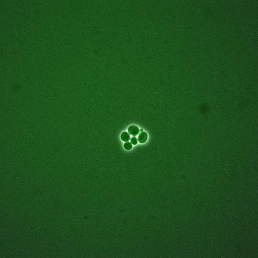  NCBI Organism:Saccharomyces cerevisiae; Cell Components:, cellular bud; Biological process:mitotic cell cycle spindle orientation checkpoint, regulation of exit from mitosis, vesicle-mediated transport;