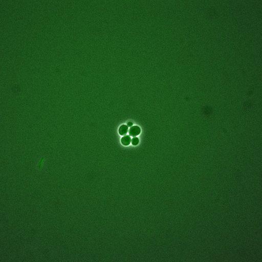  NCBI Organism:Saccharomyces cerevisiae; Cell Components:, cellular bud; Biological process:mitotic cell cycle spindle orientation checkpoint, regulation of exit from mitosis, vesicle-mediated transport;