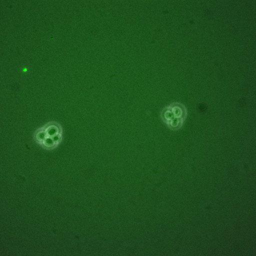  NCBI Organism:Saccharomyces cerevisiae; Cell Components:, cellular bud; Biological process:mitotic cell cycle spindle orientation checkpoint, regulation of exit from mitosis, vesicle-mediated transport;