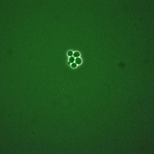  NCBI Organism:Saccharomyces cerevisiae; Cell Components:, cellular bud; Biological process:mitotic cell cycle spindle orientation checkpoint, regulation of exit from mitosis, vesicle-mediated transport;