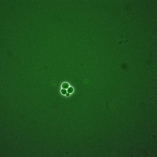  NCBI Organism:Saccharomyces cerevisiae; Cell Components:, cellular bud; Biological process:mitotic cell cycle spindle orientation checkpoint, regulation of exit from mitosis, vesicle-mediated transport;