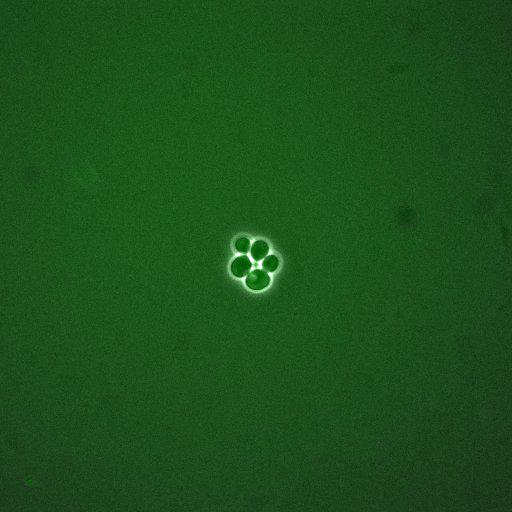  NCBI Organism:Saccharomyces cerevisiae; Cell Components:, cellular bud; Biological process:mitotic cell cycle spindle orientation checkpoint, regulation of exit from mitosis, vesicle-mediated transport;