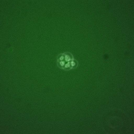  NCBI Organism:Saccharomyces cerevisiae; Cell Components:, cellular bud; Biological process:mitotic cell cycle spindle orientation checkpoint, regulation of exit from mitosis, vesicle-mediated transport;