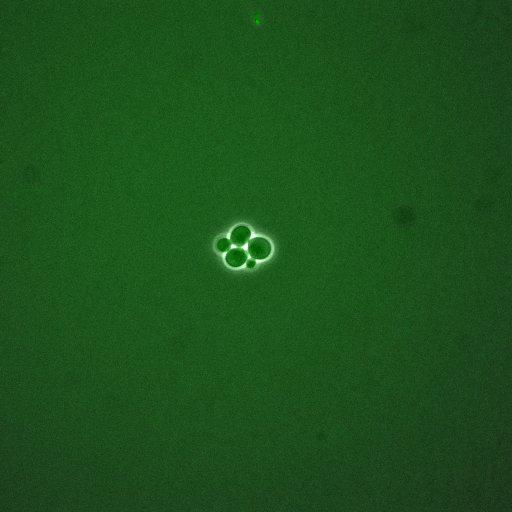  NCBI Organism:Saccharomyces cerevisiae; Cell Components:, cellular bud; Biological process:mitotic cell cycle spindle orientation checkpoint, regulation of exit from mitosis, vesicle-mediated transport;