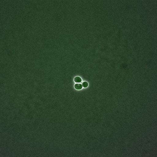  NCBI Organism:Saccharomyces cerevisiae; Cell Components:, spindle pole body; Biological process:regulation of exit from mitosis, cell cycle, cell division, mitosis, small GTPase mediated signal transduction;