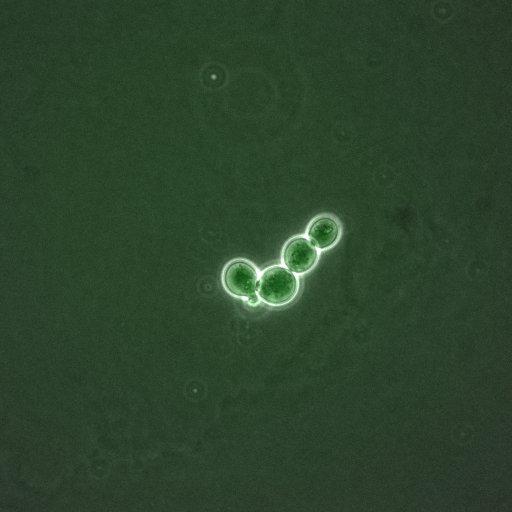  NCBI Organism:Saccharomyces cerevisiae; Cell Components:, spindle pole body; Biological process:regulation of exit from mitosis, cell cycle, cell division, mitosis, small GTPase mediated signal transduction;