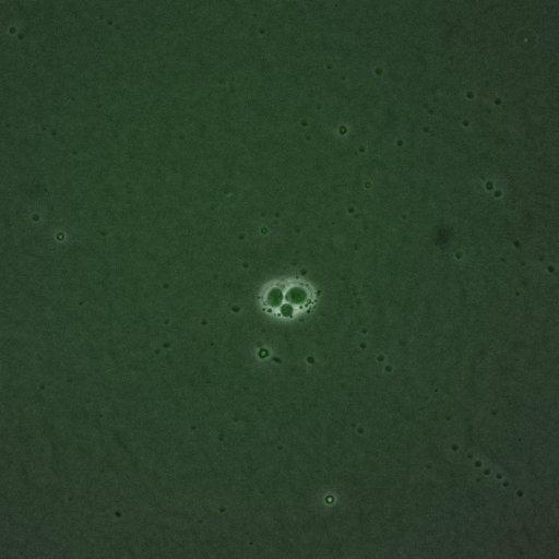  NCBI Organism:Saccharomyces cerevisiae; Cell Components:, spindle pole body; Biological process:regulation of exit from mitosis, cell cycle, cell division, mitosis, small GTPase mediated signal transduction;