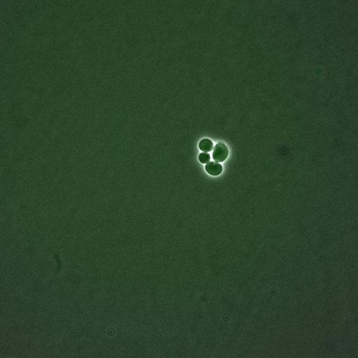  NCBI Organism:Saccharomyces cerevisiae; Cell Components:, spindle pole body; Biological process:regulation of exit from mitosis, cell cycle, cell division, mitosis, small GTPase mediated signal transduction;