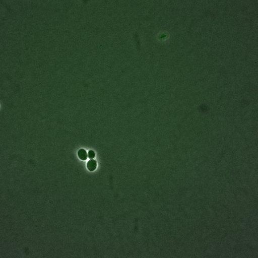  NCBI Organism:Saccharomyces cerevisiae; Cell Components:, spindle pole body; Biological process:regulation of exit from mitosis, cell cycle, cell division, mitosis, small GTPase mediated signal transduction;