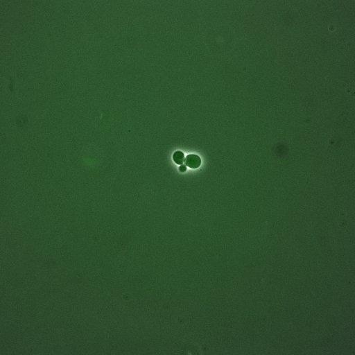  NCBI Organism:Saccharomyces cerevisiae; Cell Components:, spindle pole body; Biological process:regulation of exit from mitosis, cell cycle, cell division, mitosis, small GTPase mediated signal transduction;