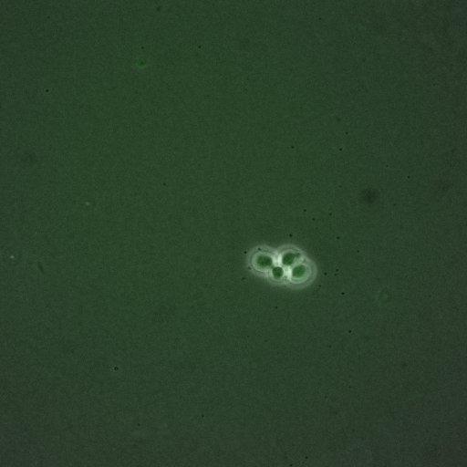  NCBI Organism:Saccharomyces cerevisiae; Cell Components:, spindle pole body; Biological process:regulation of exit from mitosis, cell cycle, cell division, mitosis, small GTPase mediated signal transduction;