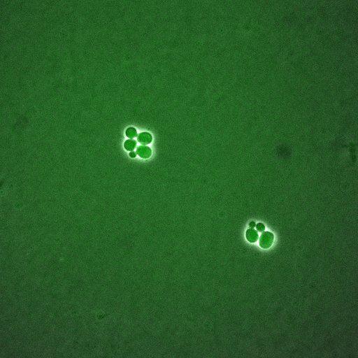  NCBI Organism:Saccharomyces cerevisiae; Cell Components:, spindle pole body; Biological process:regulation of exit from mitosis, cell cycle, cell division, mitosis, small GTPase mediated signal transduction;