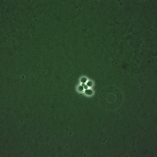  NCBI Organism:Saccharomyces cerevisiae; Cell Components:, spindle pole body; Biological process:regulation of exit from mitosis, cell cycle, cell division, mitosis, small GTPase mediated signal transduction;