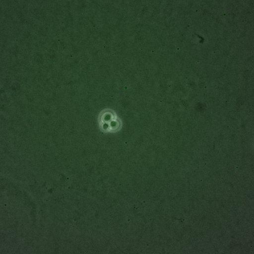  NCBI Organism:Saccharomyces cerevisiae; Cell Components:, spindle pole body; Biological process:regulation of exit from mitosis, cell cycle, cell division, mitosis, small GTPase mediated signal transduction;