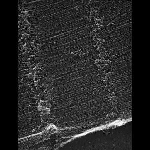  Cell Types:flight muscle cell Cell Components:myofibril, mitochondrion, sarcoplasmic reticulum; Biological process:skeletal muscle contraction, sequestering of calcium ion, mitochondrial proton-transporting ATP synthase complex assembly;