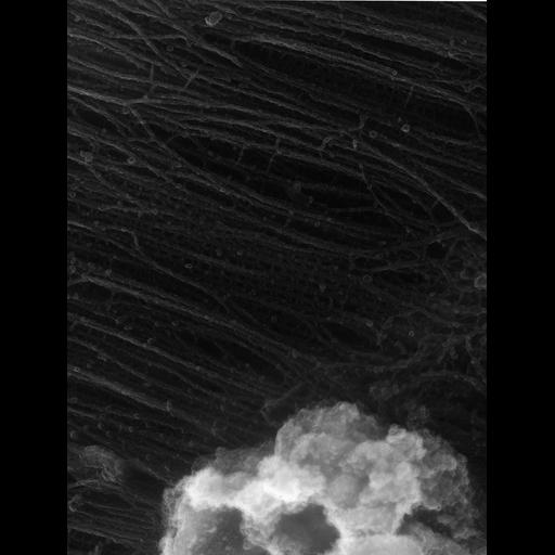  Cell Types:flight muscle cell Cell Components:myofibril, mitochondrion, sarcoplasmic reticulum; Biological process:skeletal muscle contraction, sequestering of calcium ion, mitochondrial proton-transporting ATP synthase complex assembly;