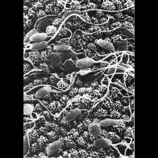  NCBI Organism:Leporidae; Cell Types:sperm Cell Components:flagellum Biological process:fertilization