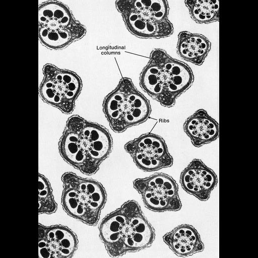  NCBI Organism:Cricetulus griseus; Cell Types:sperm Cell Components:axoneme, axonemal microtubule; Biological process:fertilization