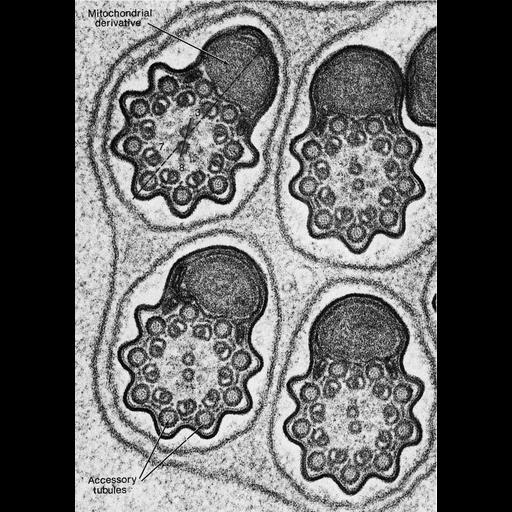  NCBI Organism:Trichoptera sp. PACaddisfly-1; Cell Types:sperm Cell Components:axoneme, axonemal microtubule, mitochondrion; Biological process:fertilization