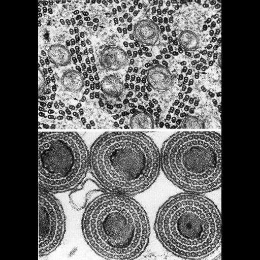  NCBI Organism:Cecidomyiinae, Lepidosaphes, ; Cell Types:sperm Cell Components:microtubule-based flagellum Biological process:fertilization