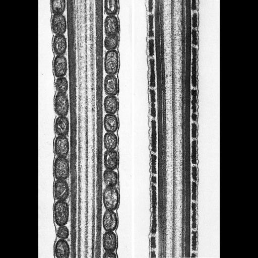  NCBI Organism:Neotragus moschatus, Mus musculus, ; Cell Types:sperm Cell Components:axoneme Biological process:fertilization