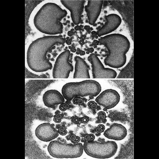  NCBI Organism:Cavia porcellus; Cell Types:sperm Cell Components:axoneme, flagellum, axonemal microtubule; Biological process:fertilization