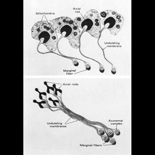  NCBI Organism:Notophthalmus; Cell Types:sperm Cell Components:axoneme, mitochondrion; Biological process:fertilization