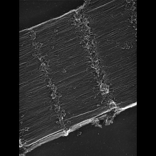  Cell Types:flight muscle cell Cell Components:myofibril, mitochondrion, sarcoplasmic reticulum; Biological process:skeletal muscle contraction, sequestering of calcium ion, mitochondrial proton-transporting ATP synthase complex assembly;