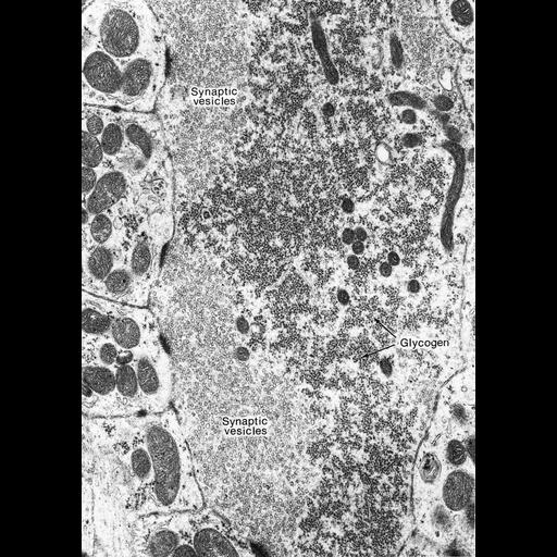  NCBI Organism:Chrysemys picta; Cell Types:CNS neuron (sensu Vertebrata) Cell Components:synapse part, glycogen granule, synaptic vesicle; Biological process:energy reserve metabolic process