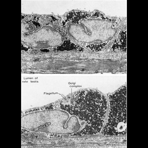  NCBI Organism:Cavia porcellus; Cell Types:Sertoli cell, spermatocyte; Cell Components:glycogen granule, Golgi apparatus; Biological process:energy reserve metabolic process