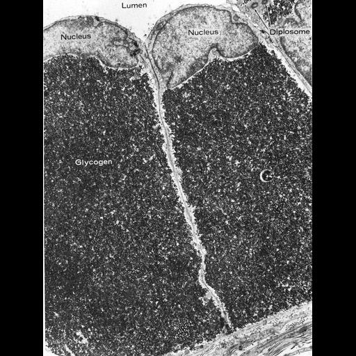  NCBI Organism:Cavia porcellus; Cell Types:epithelial cell Cell Components:glycogen granule, nucleus; Biological process:energy reserve metabolic process