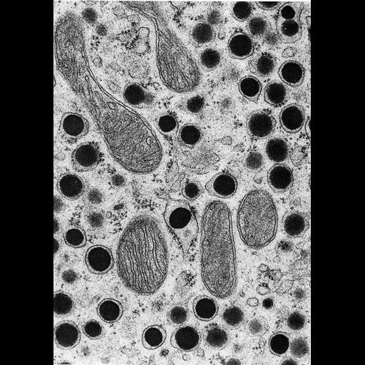  NCBI Organism:Rattus; Cell Types:epithelial cell Cell Components:lipid particle, mitochondrion, smooth endoplasmic reticulum; Biological process:lipid storage