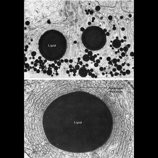  NCBI Organism:Litocranius walleri, Ovis aries, ; Cell Types:Sertoli cell Cell Components:lipid particle, smooth endoplasmic reticulum; Biological process:lipid storage