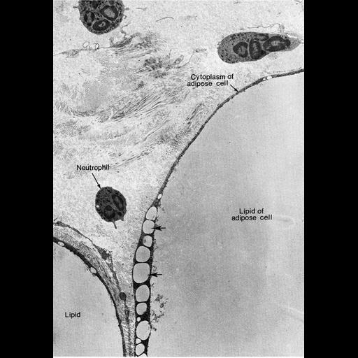  NCBI Organism:Rattus; Cell Types:fat cell Cell Components:lipid particle Biological process:lipid metabolic process