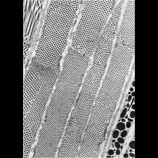  NCBI Organism:Felis catus; Cell Components:inclusion body Biological process:detection of light stimulus involved in visual perception