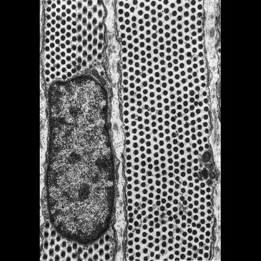  NCBI Organism:Felis catus; Cell Components:inclusion body, endoplasmic reticulum; Biological process:detection of light stimulus involved in visual perception