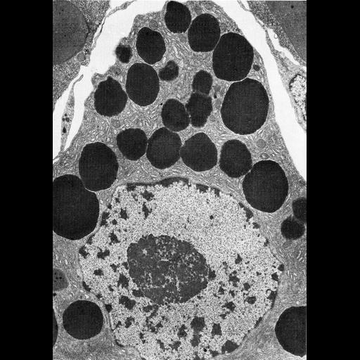  NCBI Organism:Rhipicephalus appendiculatus; Cell Types:glandular epithelial cell Cell Components:secretory granule, nucleus, endoplasmic reticulum, nucleolus organizer region; Biological process:secretory granule organization